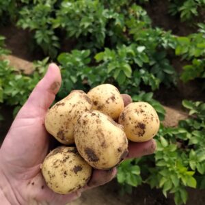 Ziemniak żółty Queen Anna