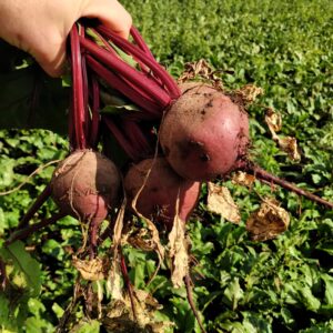 Buraki czerwone okrągłe