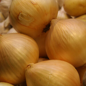 Cebula żółta