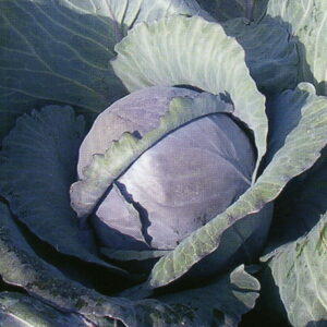 Kapusta czerwona - główka